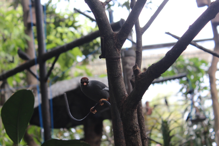 Chestnut-capped laughingthrush (Pterorhinus mitratus)