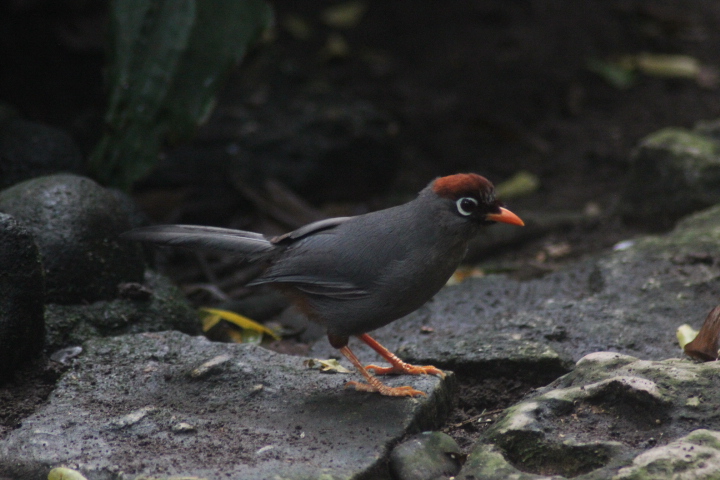 Chestnut-capped laughingthrush (Pterorhinus mitratus)