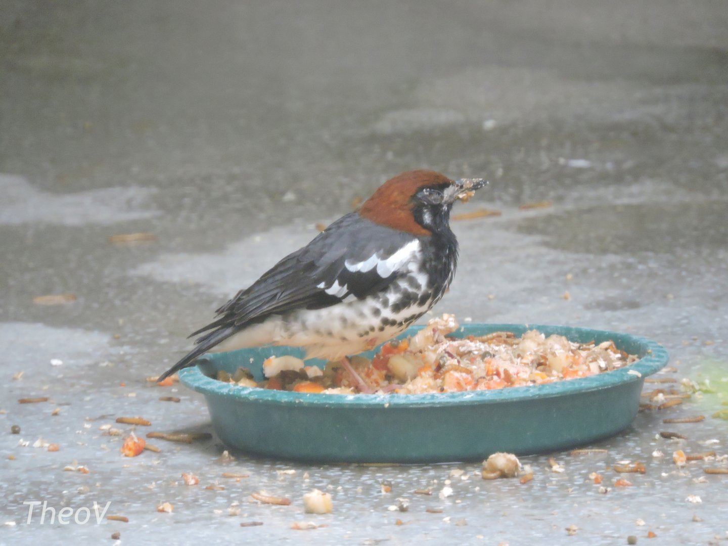 Chestnut-capped thrush [2016]