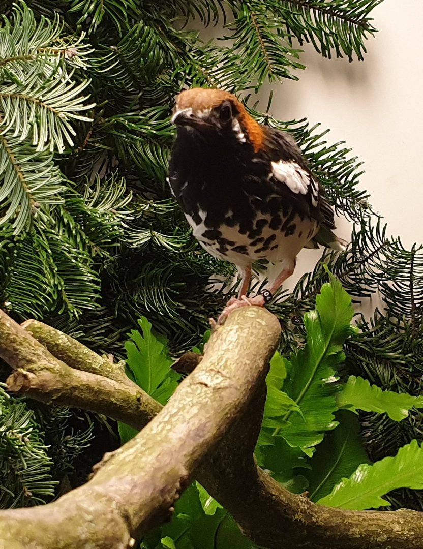 Chestnut-capped thrush - Geokichla interpres