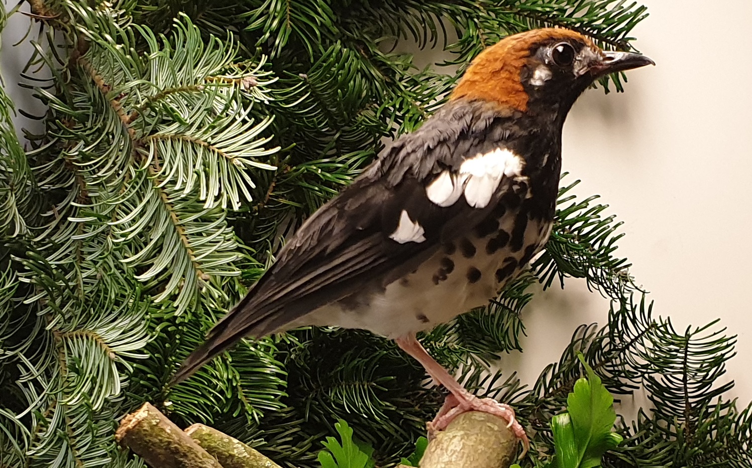 Chestnut-capped thrush - Goekichla interpres