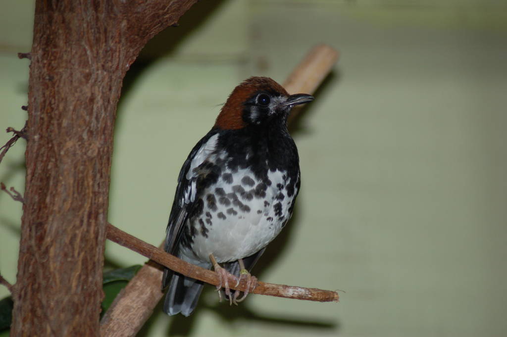 Chestnut capped thrush