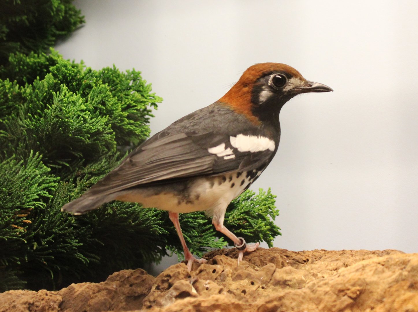 Chestnut-capped thrush