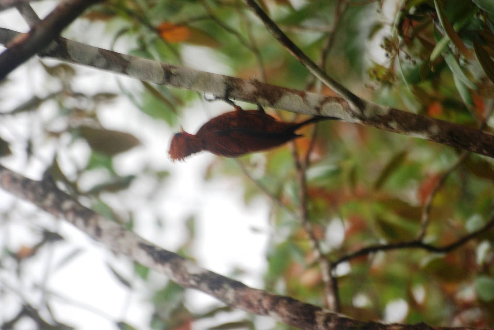 Chestnut-coloured Woodpecker in Tortuguero, 14/04/14
