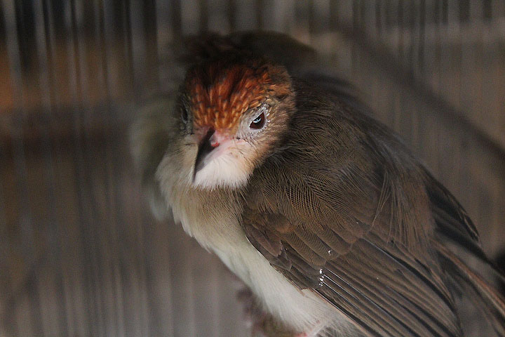 Chestnut-crested yuhina (Staphida everetti)