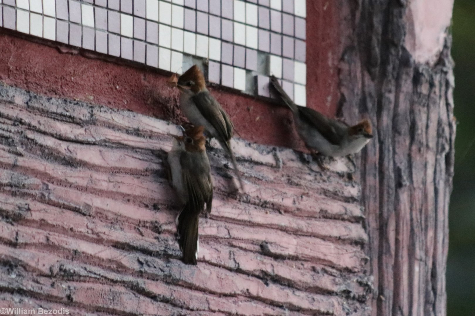 Chestnut-crested Yuhinas Hawking for Moths at Sunrise - Mount Kinabalu