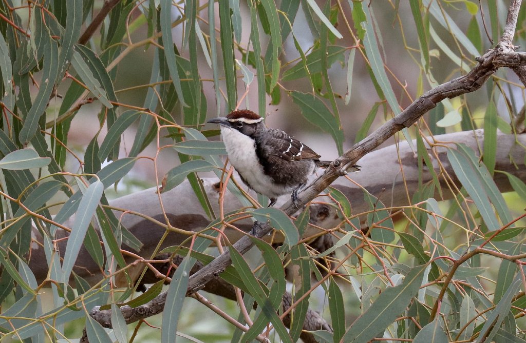 Chestnut-crowned Babbler
