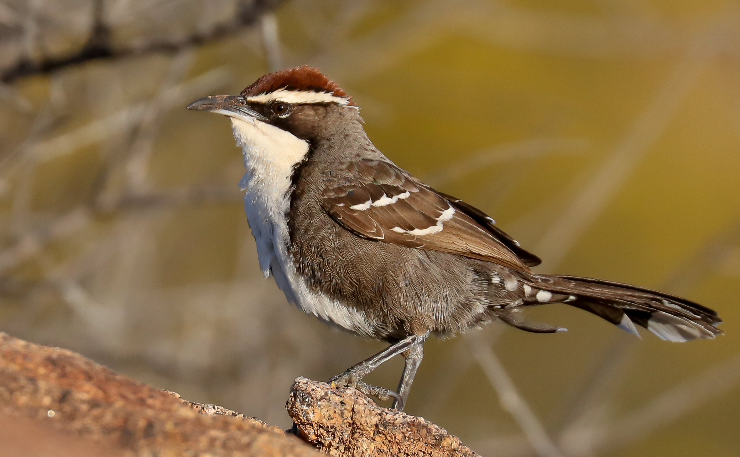 Chestnut-crowned Babbler