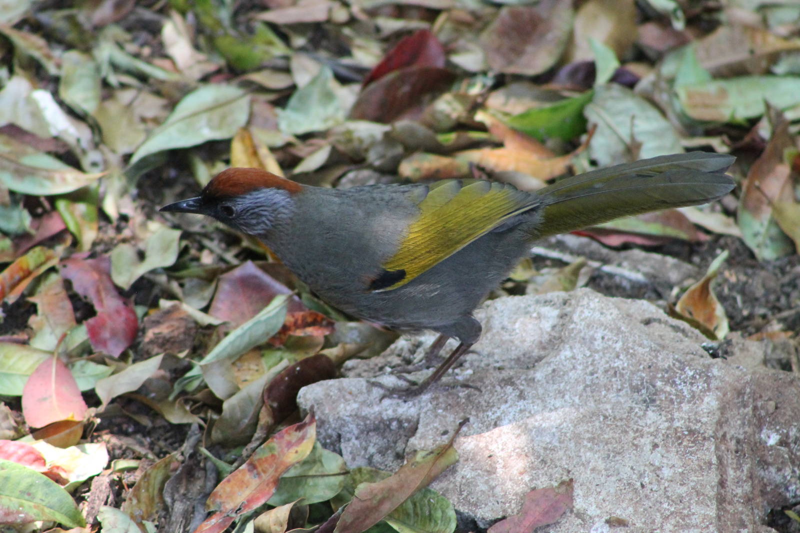 chestnut-crowned laughing thrush (Garrulax erythrocephalus)