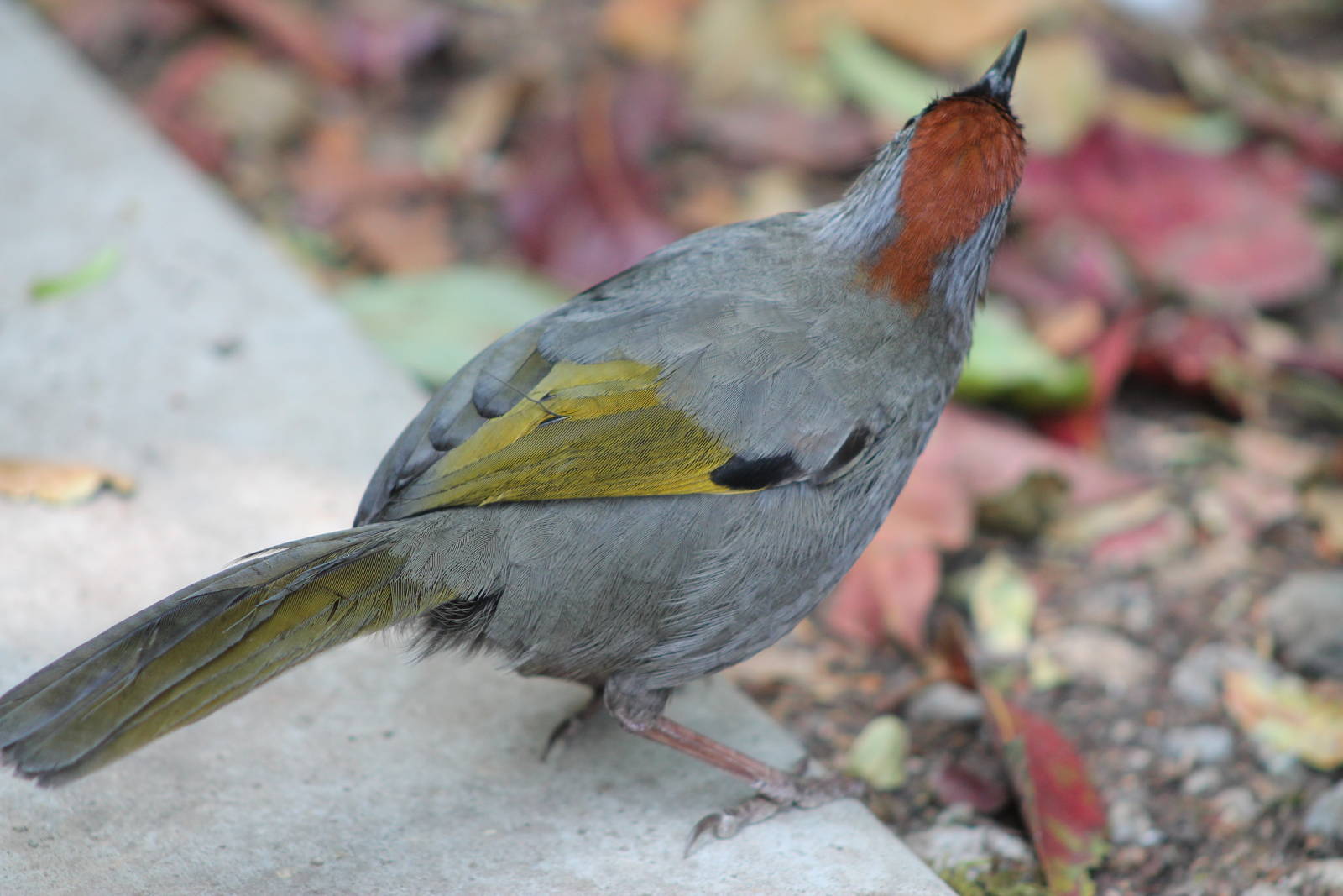 chestnut-crowned laughing thrush (Garrulax erythrocephalus)