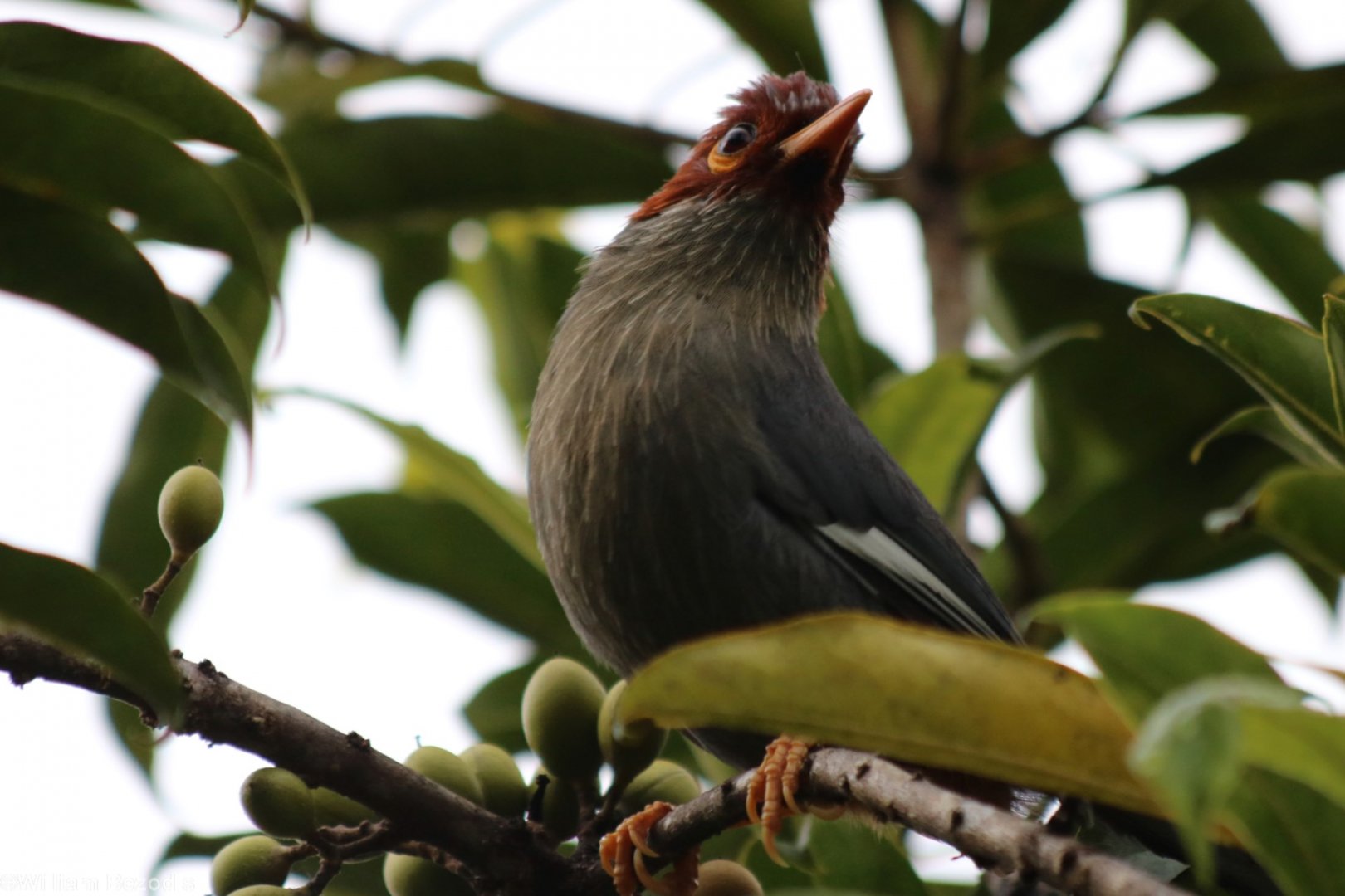 Chestnut-crowned Laughingthrush - Mount Kinabalu