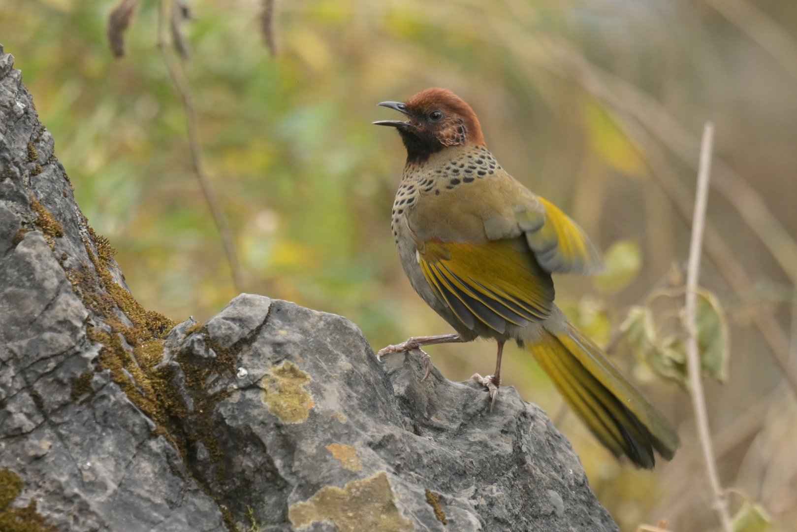 Chestnut-crowned Laughingthrush Trochalopteron erythrocephalum