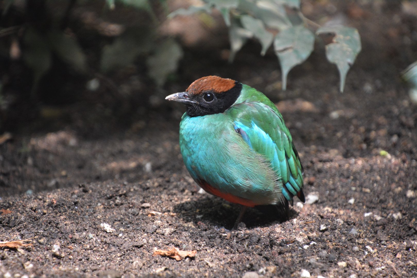 Chestnut-crowned pitta (Pitta sordida cucullata)