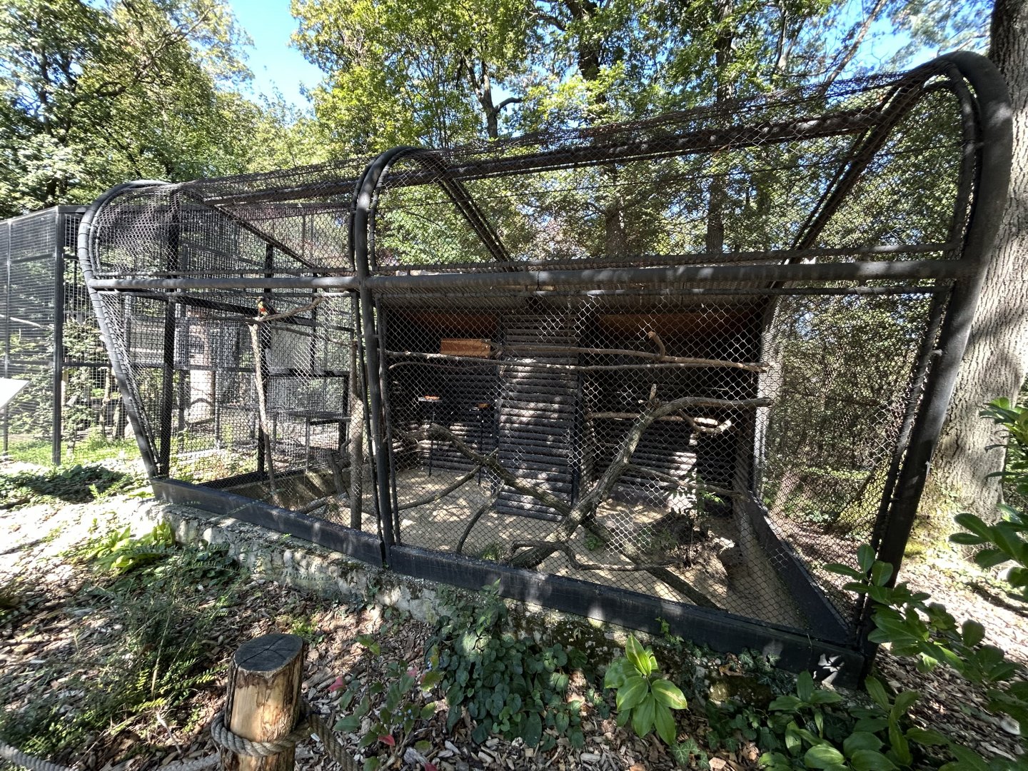 Chestnut-eared Aracari Aviary