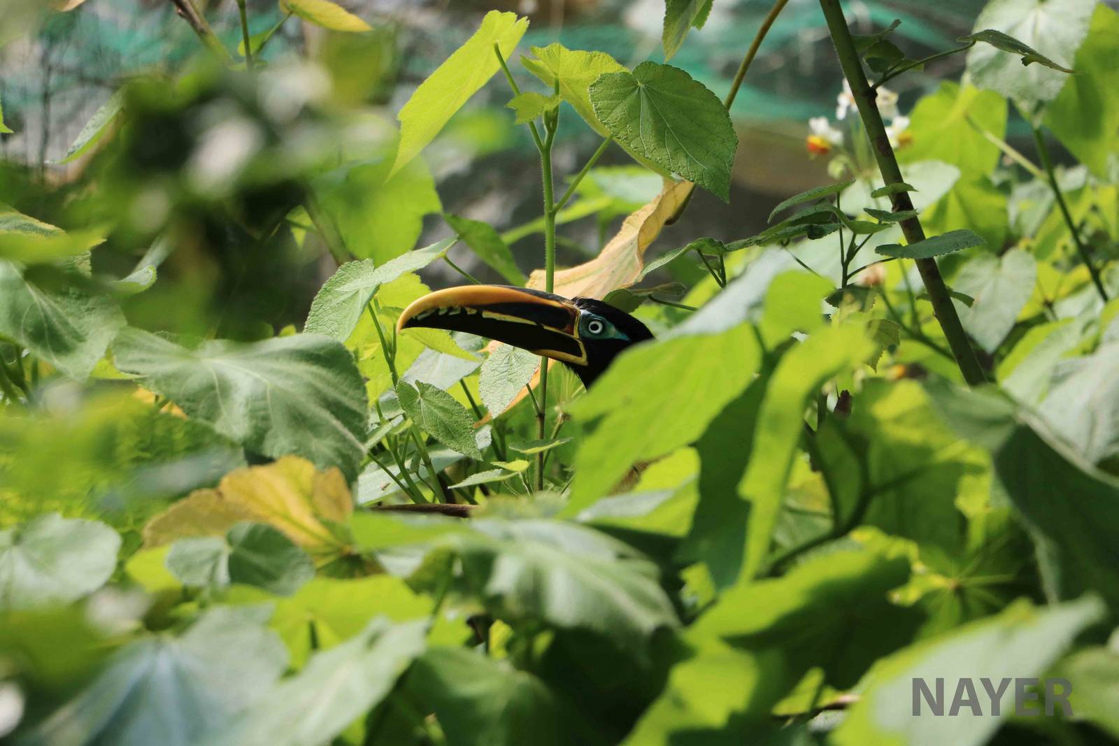 Chestnut-eared aracari - Bioparque la Reserva, March 2016