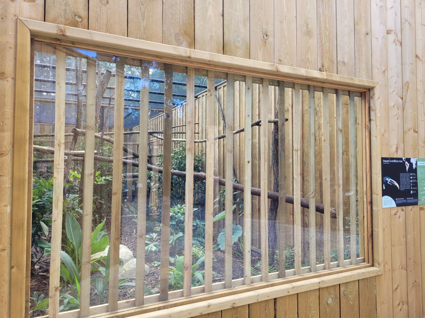 Chestnut-eared aracari exhibit -Zoo de Labenne (2024)