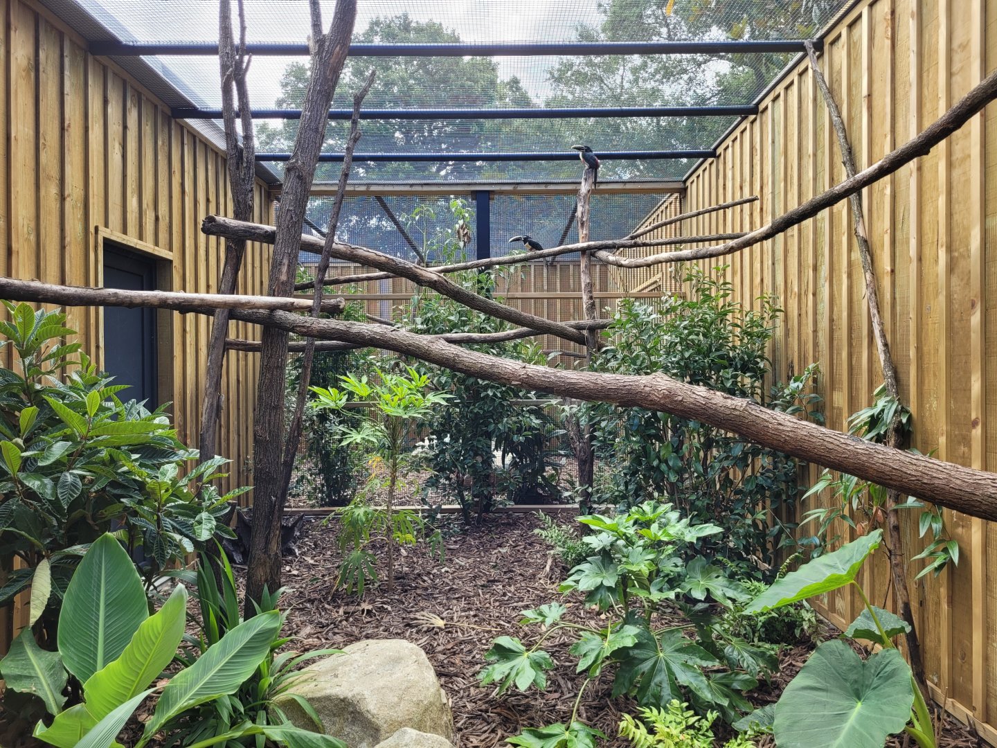 Chestnut-eared aracari exhibit -Zoo de Labenne (2024)