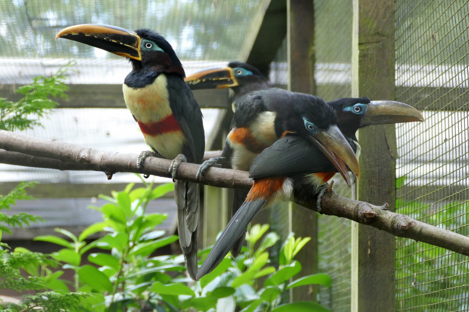 Chestnut-eared aracari family