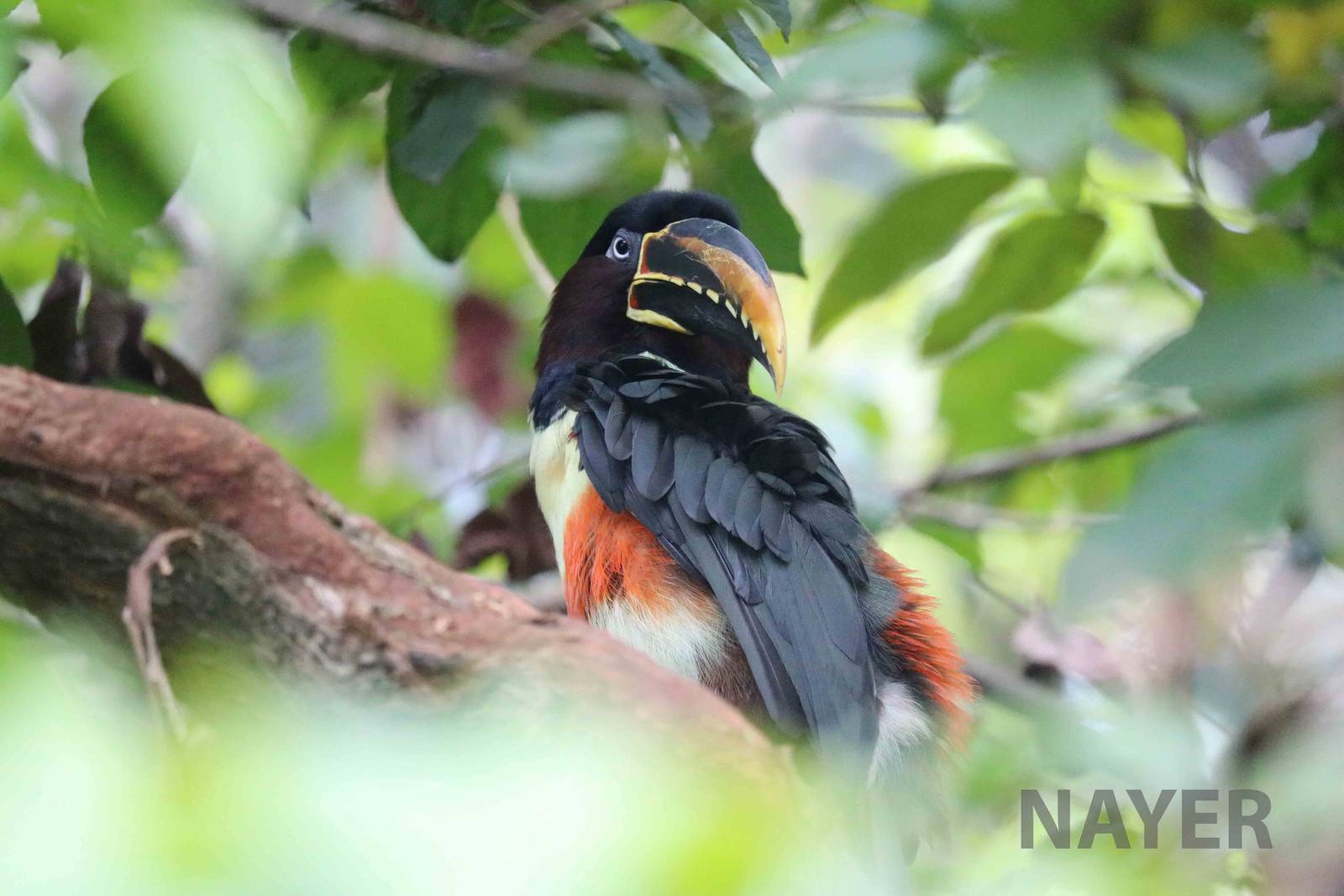 Chestnut-eared aracari, March 2016