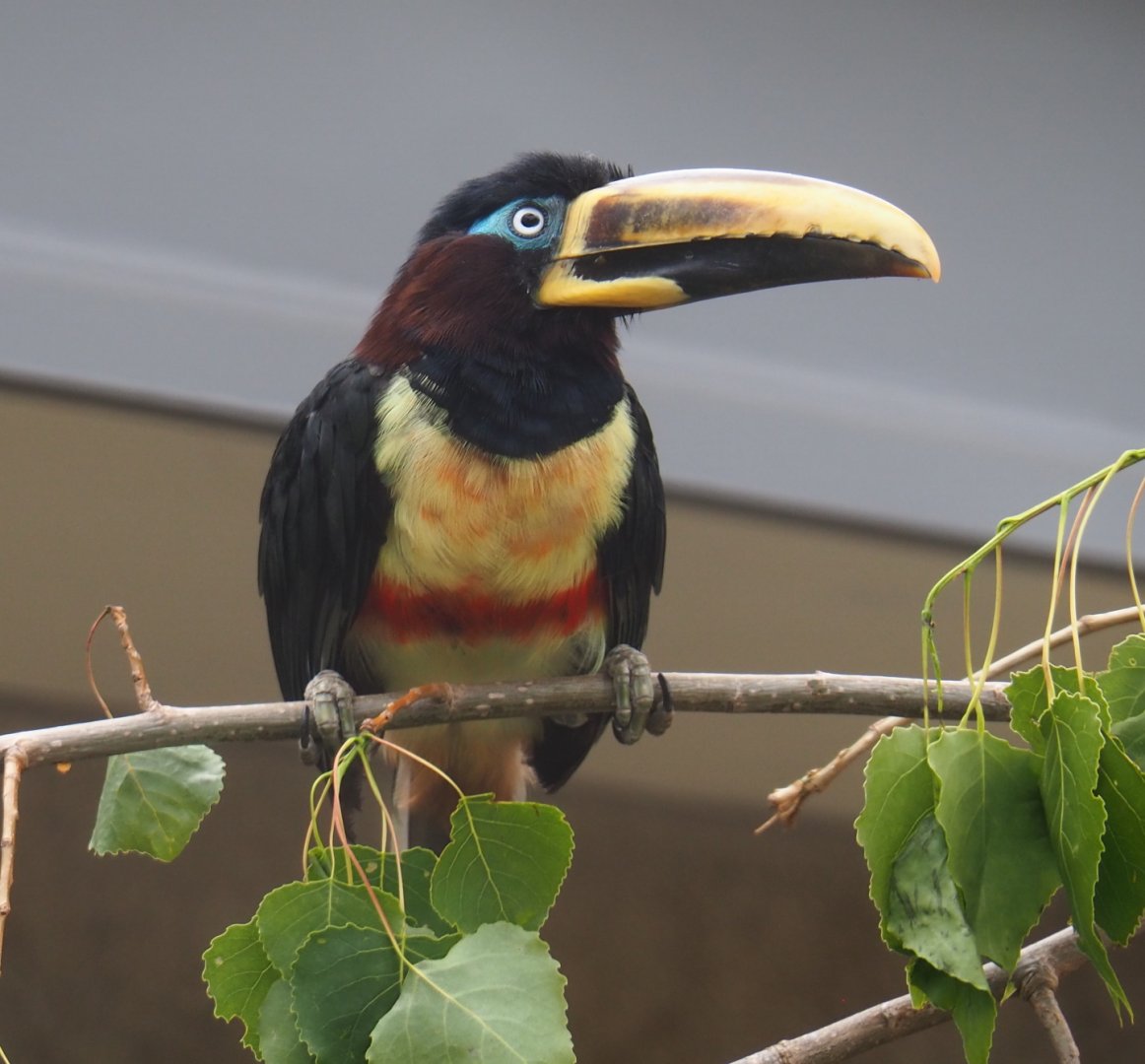 Chestnut-eared aracari (Pteroglossus castanotis), 2021-06-12