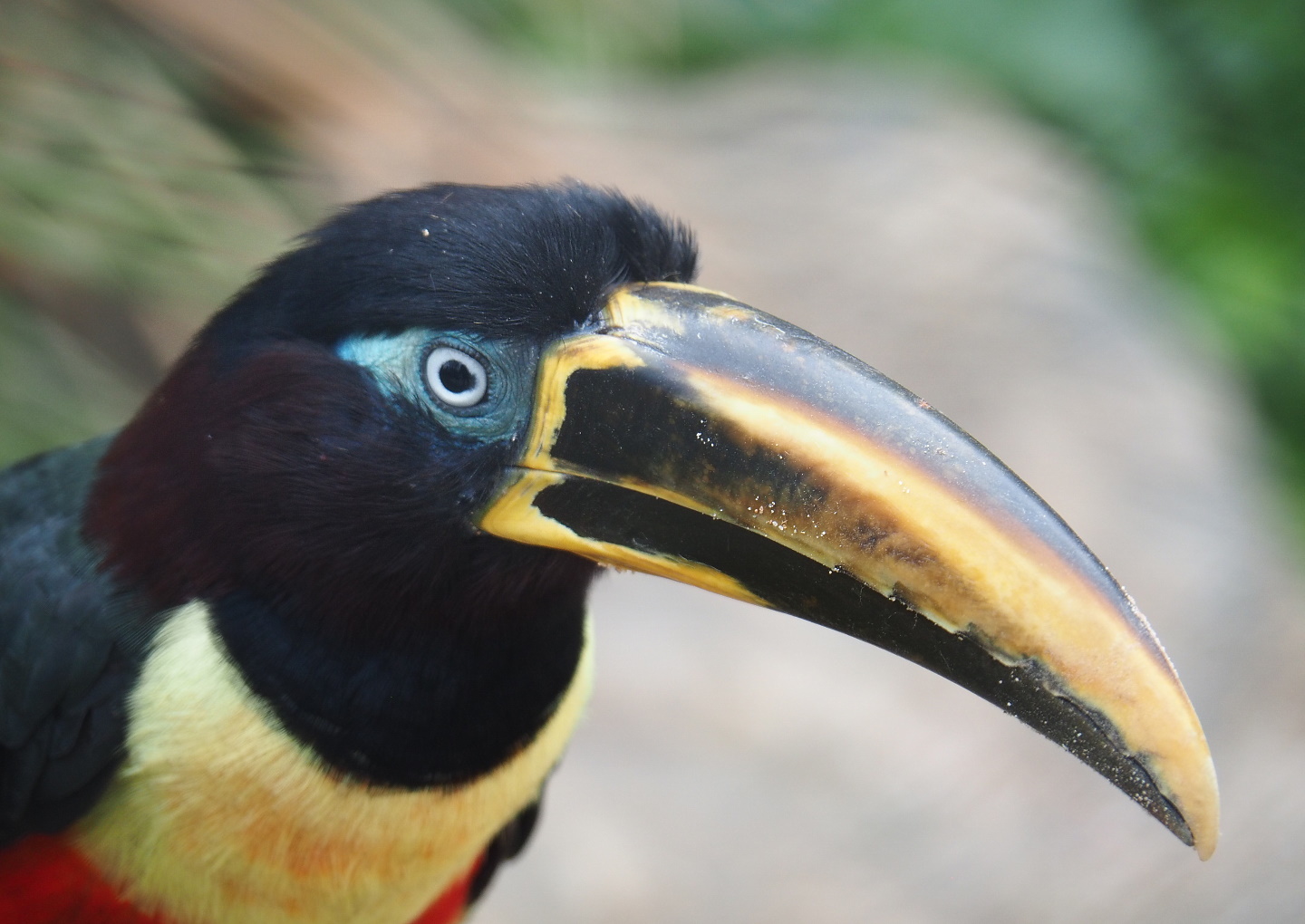 Chestnut-eared aracari (Pteroglossus castanotis), 2021-06-12