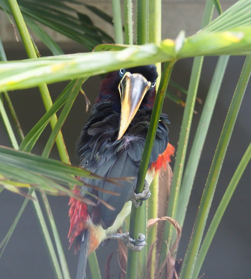 Chestnut-eared aracari (Pteroglossus castanotis), 2021-07-17