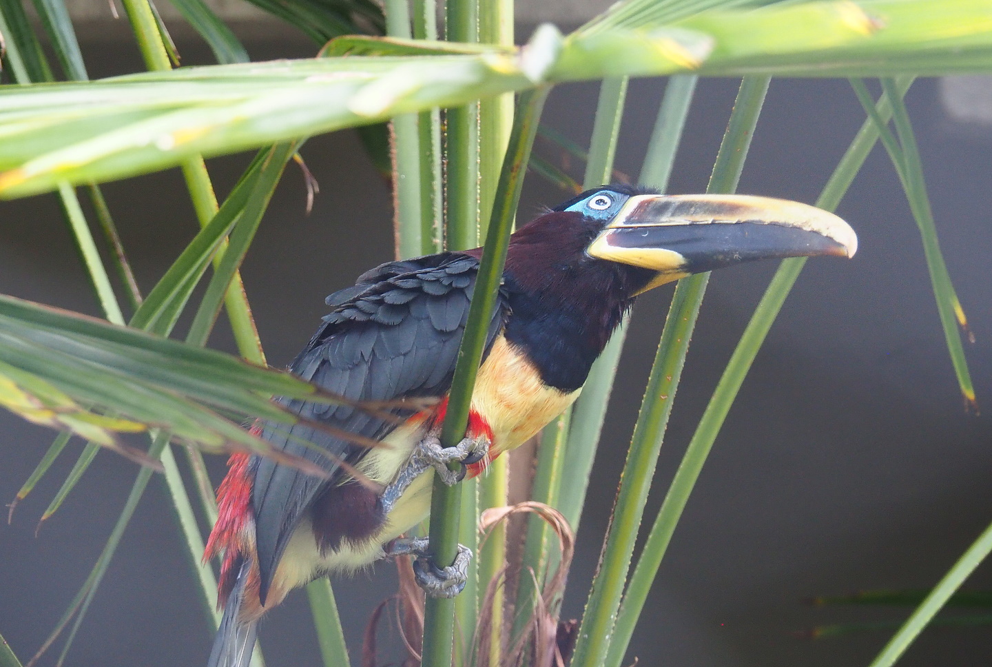 Chestnut-eared aracari (Pteroglossus castanotis), 2021-07-17