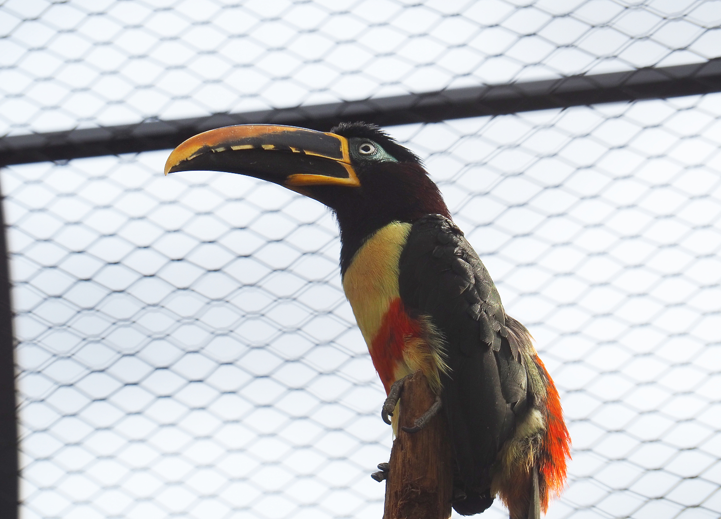 Chestnut-eared aracari (Pteroglossus castanotis), 2022-03-16
