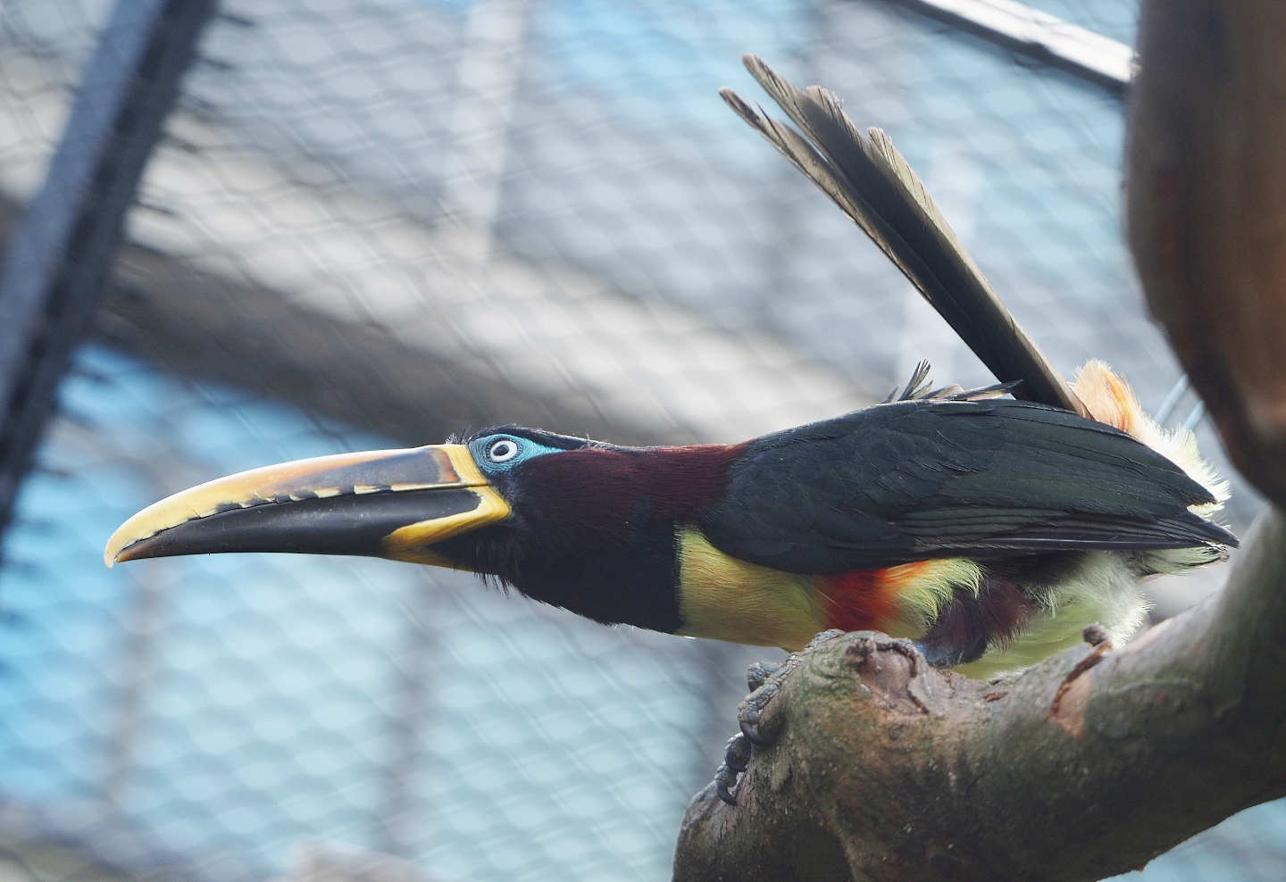 Chestnut-eared aracari (Pteroglossus castanotis), 2022-05-26