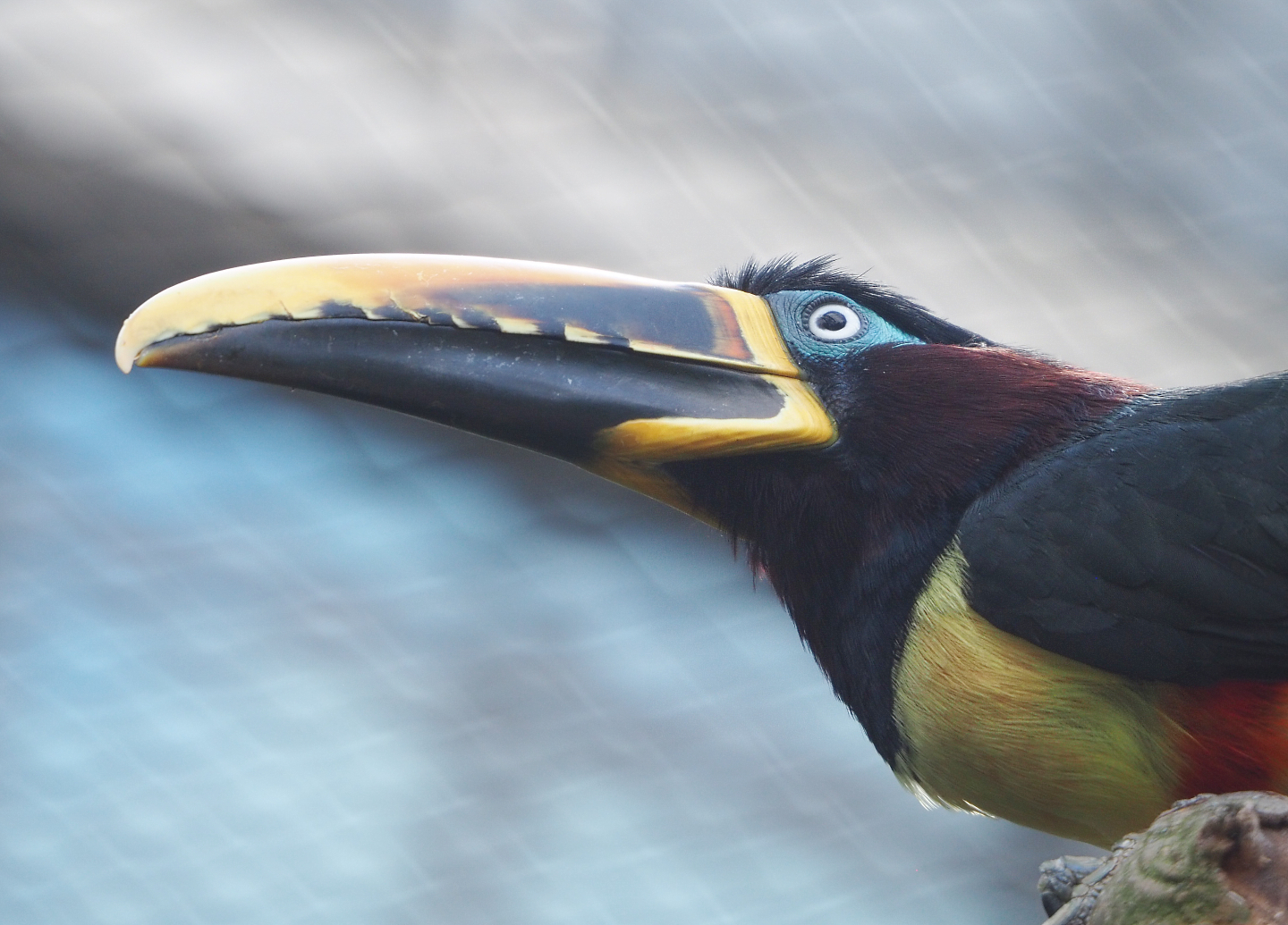 Chestnut-eared aracari (Pteroglossus castanotis), 2022-05-26