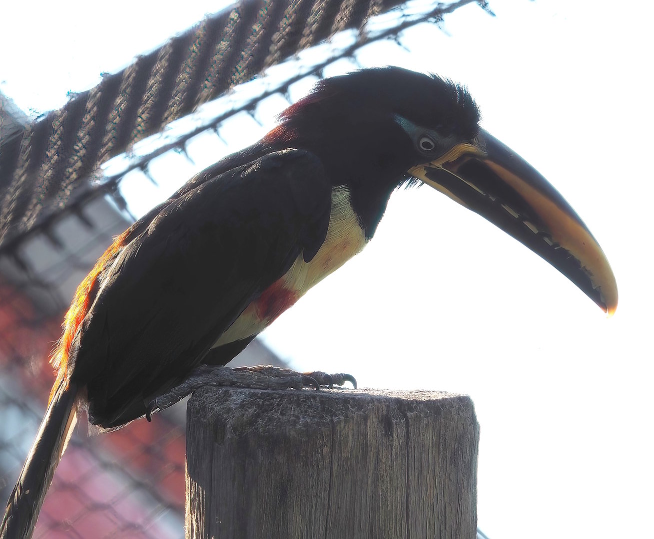 Chestnut-eared aracari (Pteroglossus castanotis), 2022-08-16