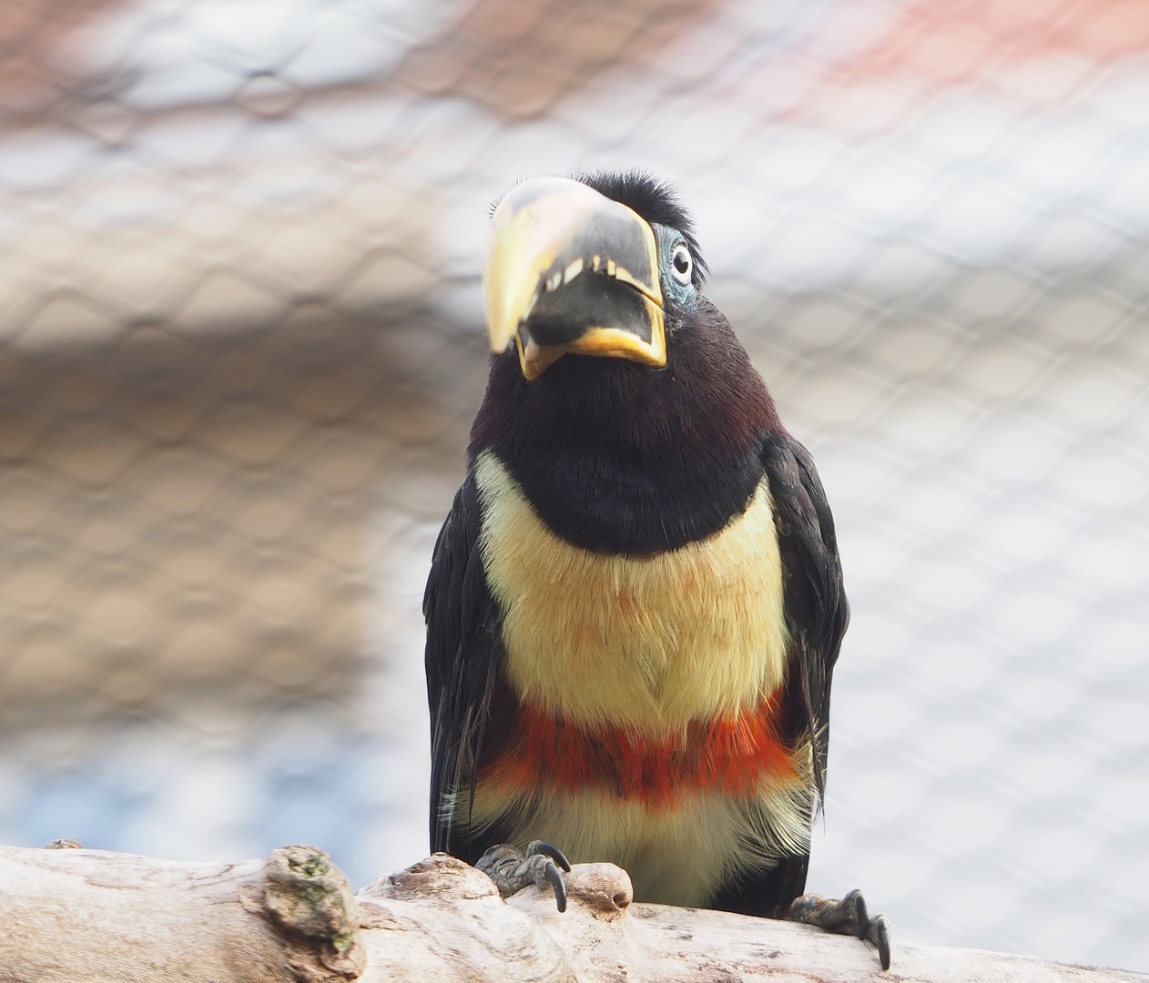 Chestnut-eared aracari (Pteroglossus castanotis), 2022-10-29