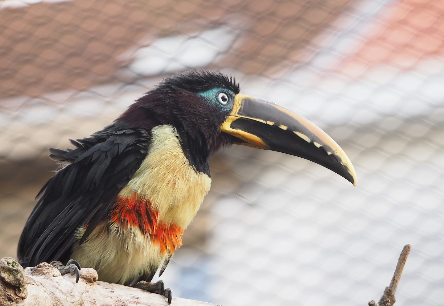 Chestnut-eared aracari (Pteroglossus castanotis), 2022-10-29