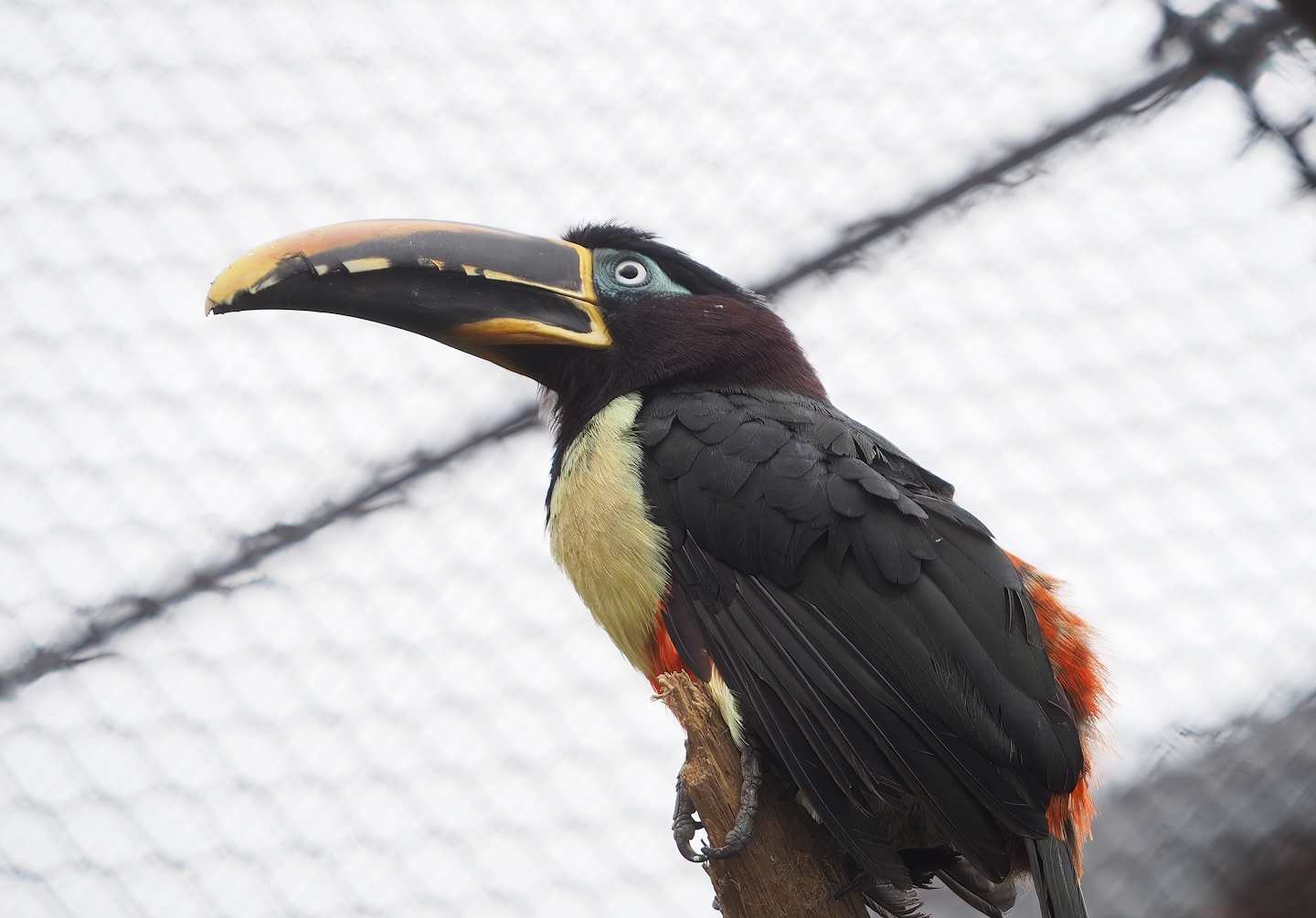 Chestnut-eared aracari (Pteroglossus castanotis), 2023-04-08