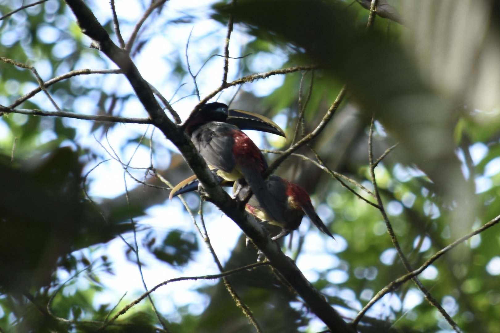 chestnut-eared araçari (Pteroglossus castanotis castanotis)