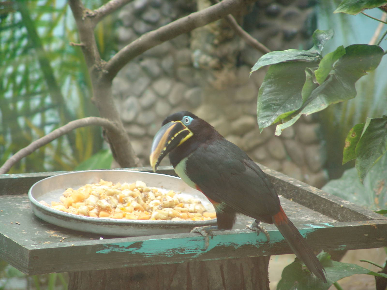 Chestnut-eared Aracari (Pteroglossus castanotis)