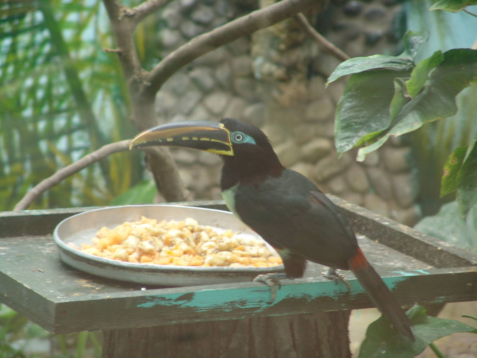 Chestnut-eared Aracari (Pteroglossus castanotis)
