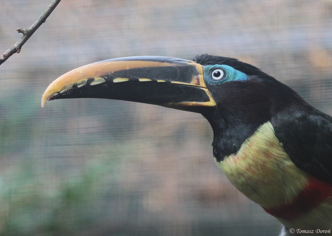 Chestnut-eared Aracari (Pteroglossus castanotis)