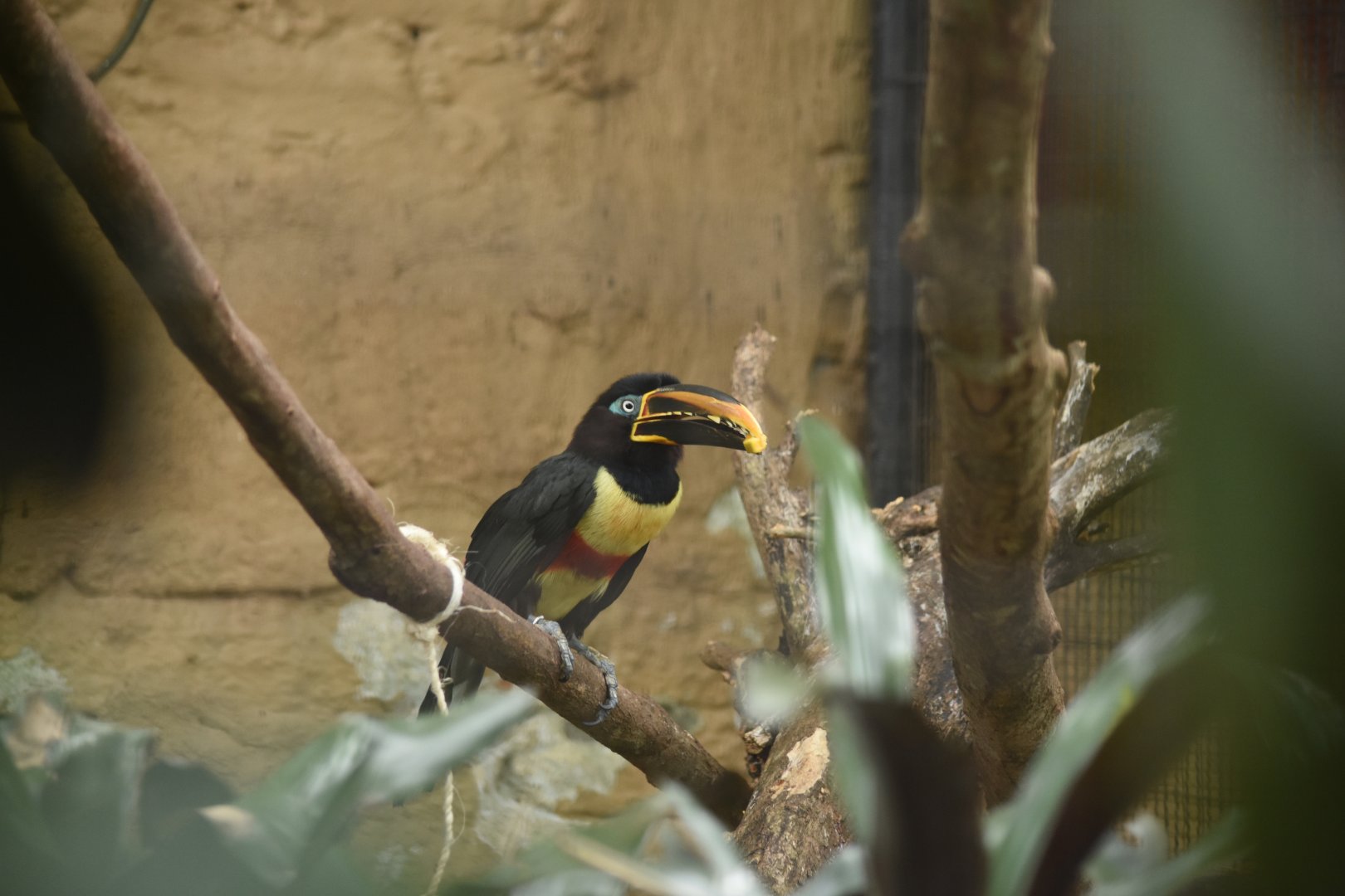 chestnut-eared araçari (Pteroglossus castanotis)