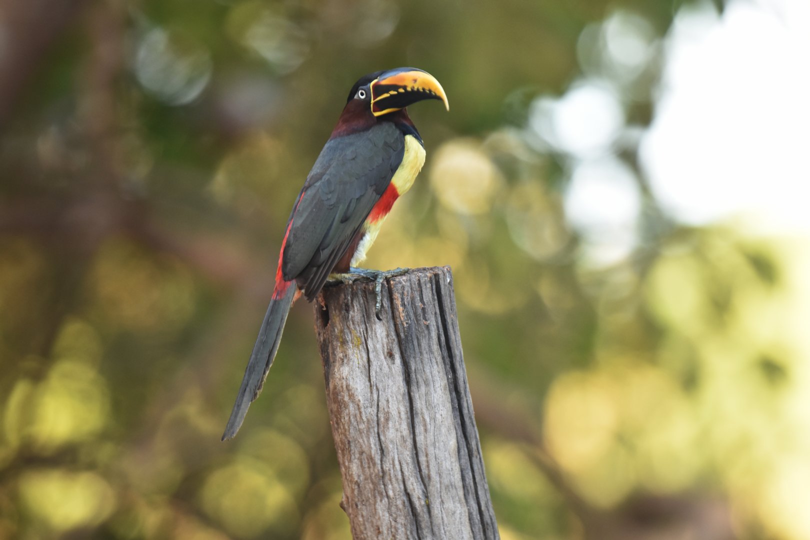Chestnut-eared Araçari (Pteroglossus castanotis)