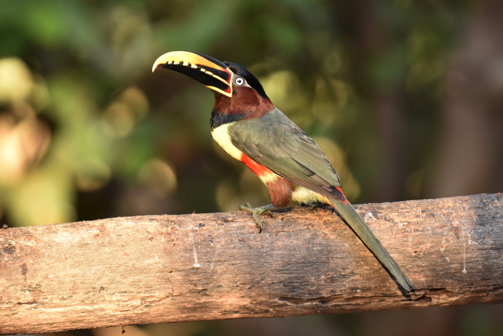 Chestnut-eared Araçari (Pteroglossus castanotis)