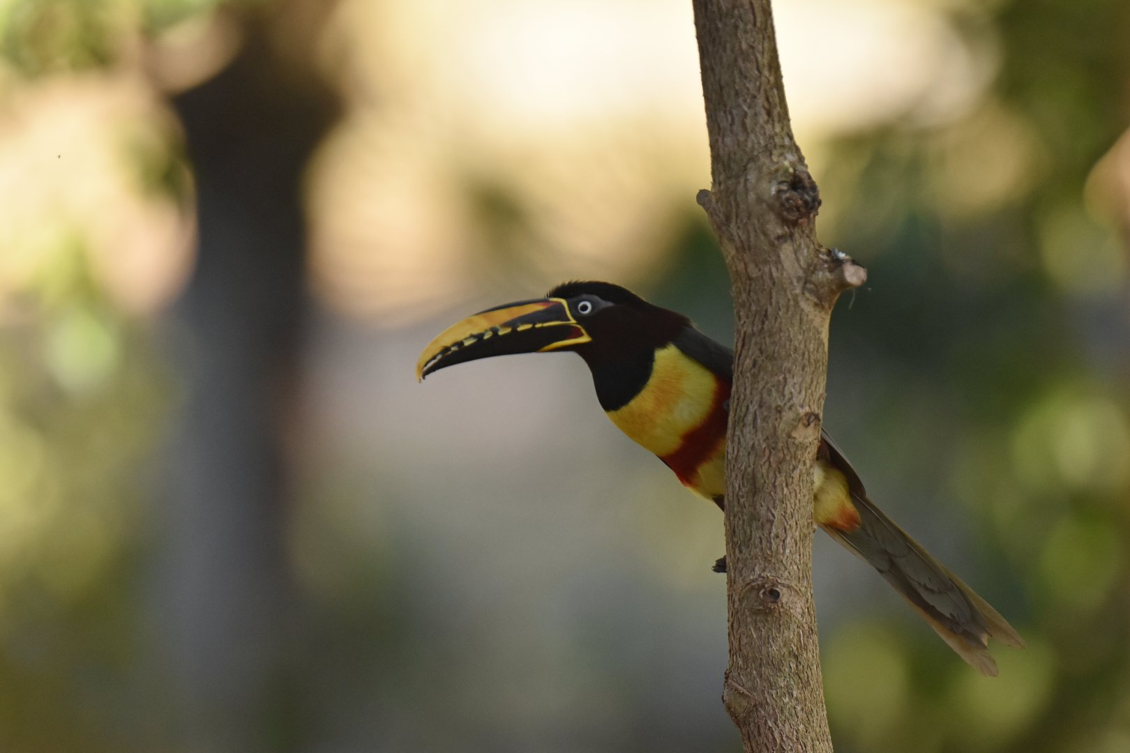 Chestnut-eared Araçari (Pteroglossus castanotis)