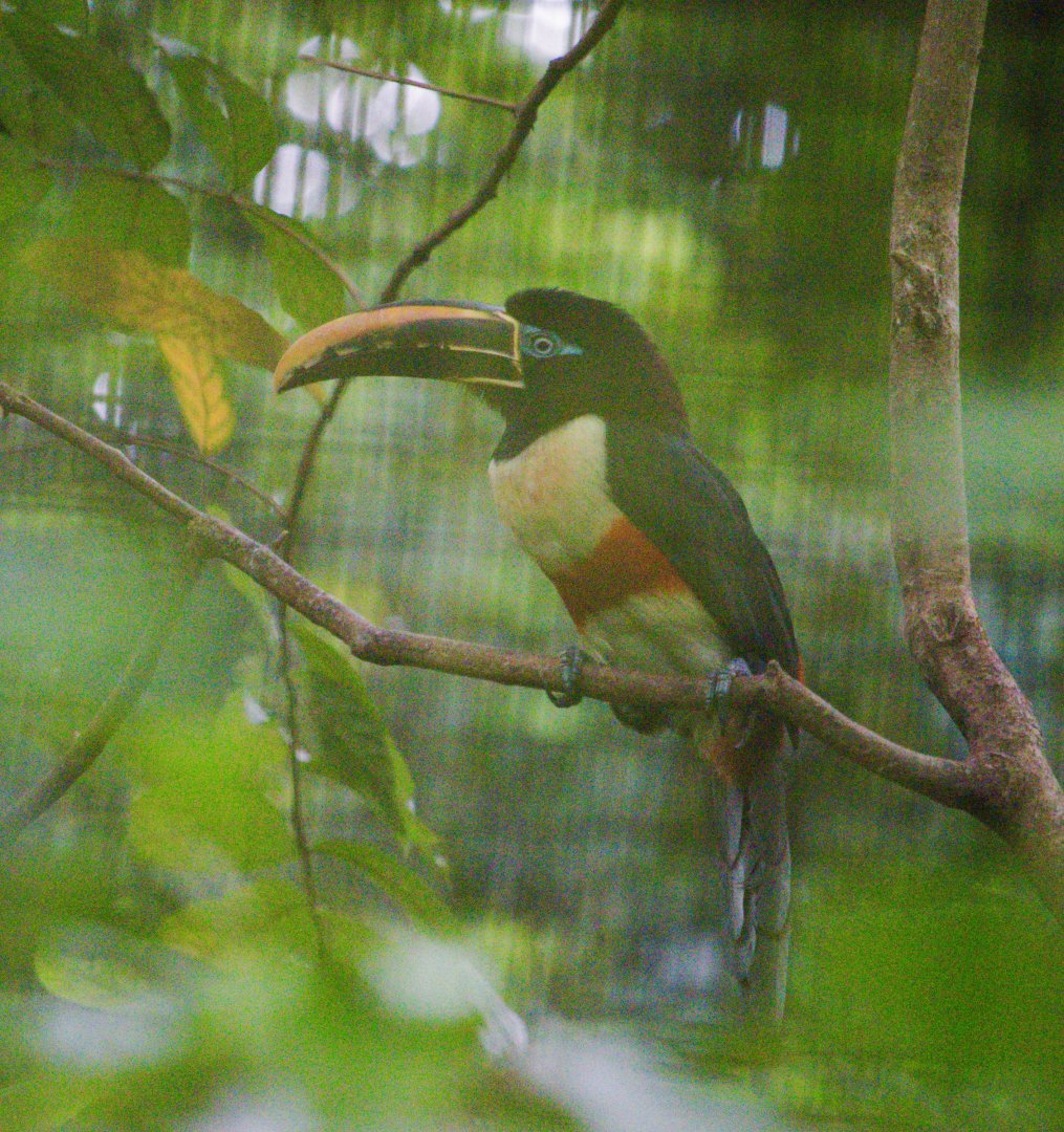Chestnut-Eared Aracari (Pteroglossus castanotis)