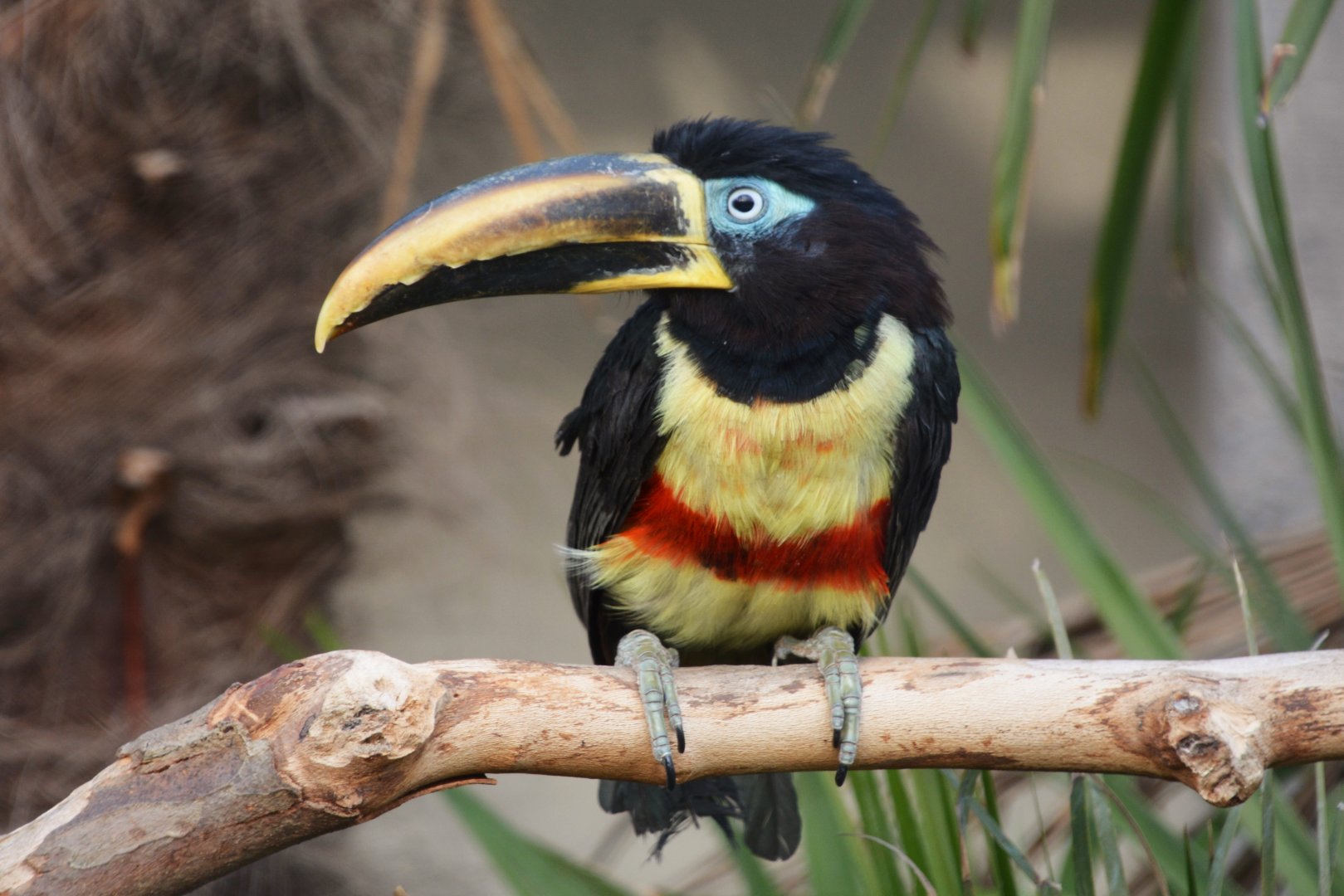 Chestnut-eared araçari (Pteroglossus castanotis)