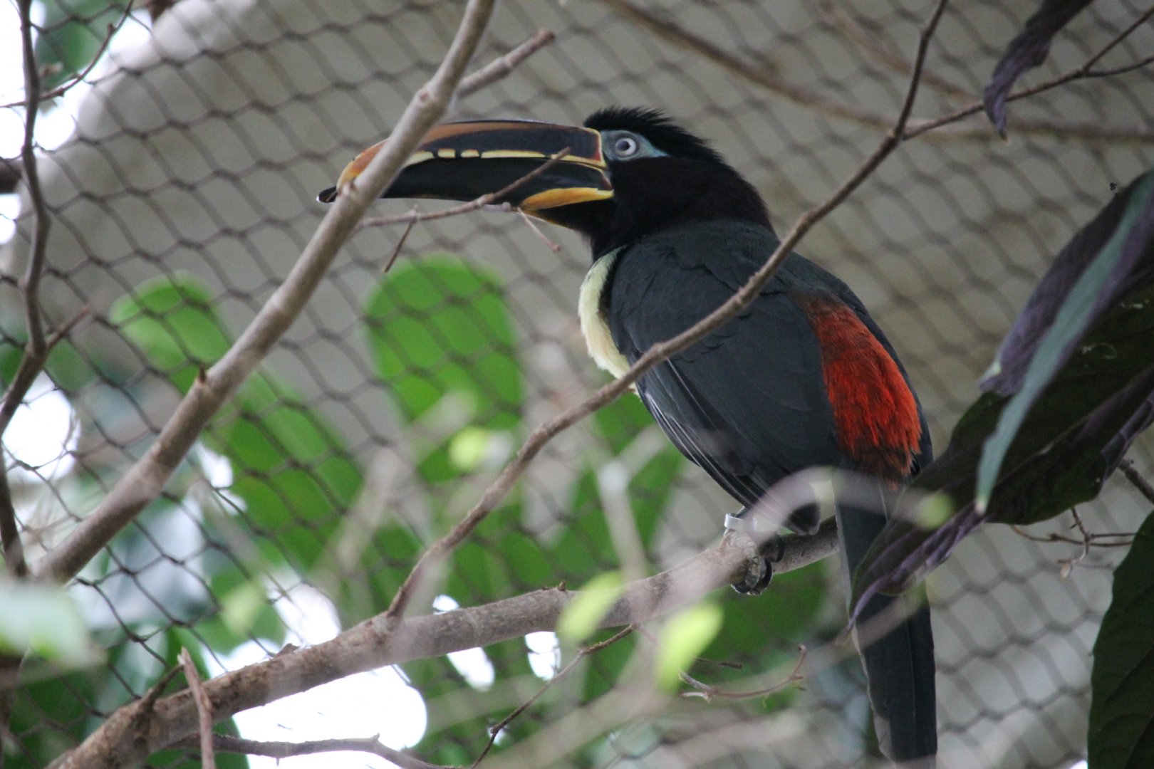 Chestnut-eared Aracari (Pteroglossus castanotis)