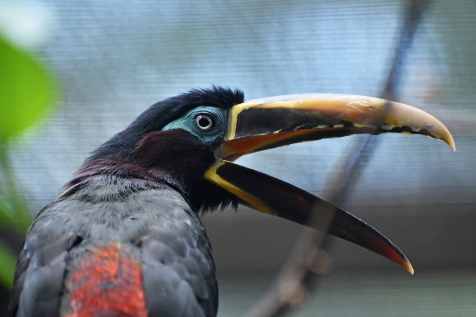 Chestnut-eared Aracari Pteroglossus castanotis