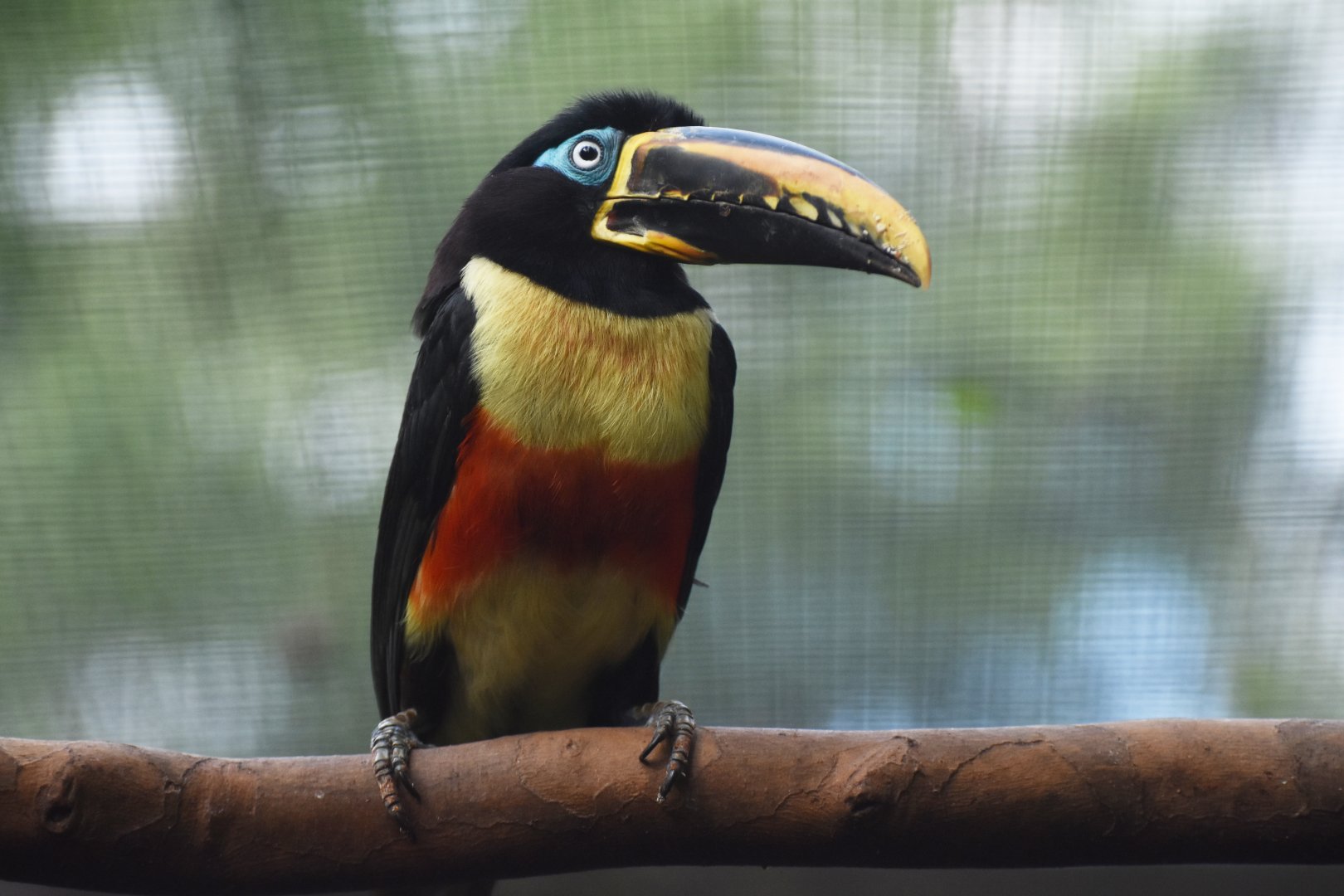 Chestnut-eared Aracari Pteroglossus castanotis