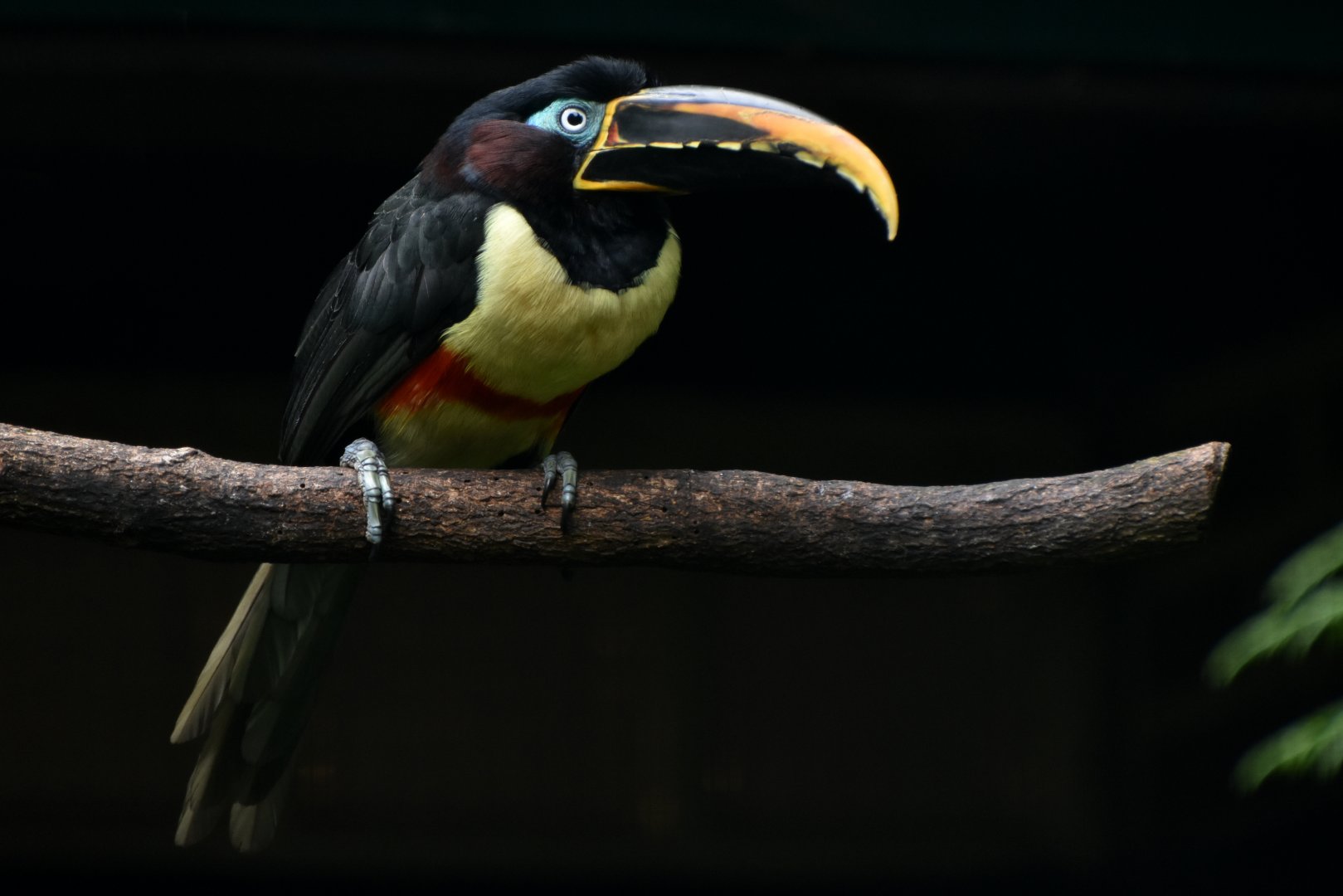 Chestnut-eared Aracari Pteroglossus castanotis