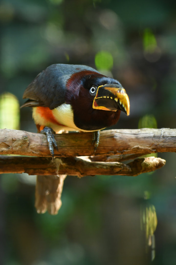 Chestnut-eared Aracari Pteroglossus castanotis