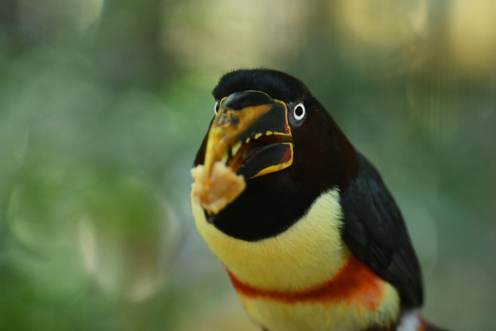 Chestnut-eared Aracari Pteroglossus castanotis